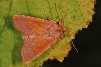 Tiliacea aurago - Rotbuchen-Gelbeule, in einer anderen Farbvariante (Naturschule Grund, 14.09.2018, Foto: Tim Laußmann)