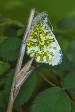 Aurorafalter (Anthocharis cardamines) - Weibchen, Opladen, 11.04.2020 (Foto: Tim Laußmann)
